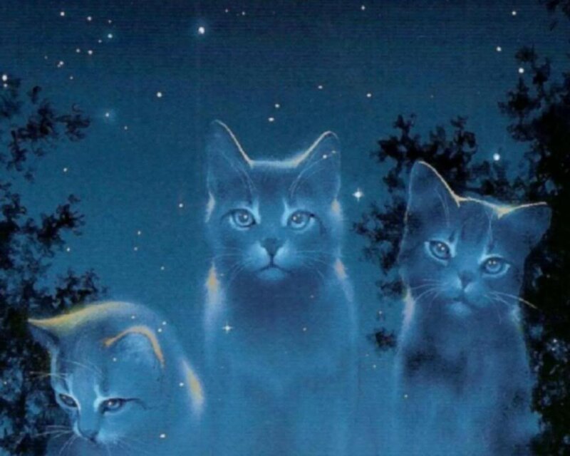 Three Cats in Night — Blue