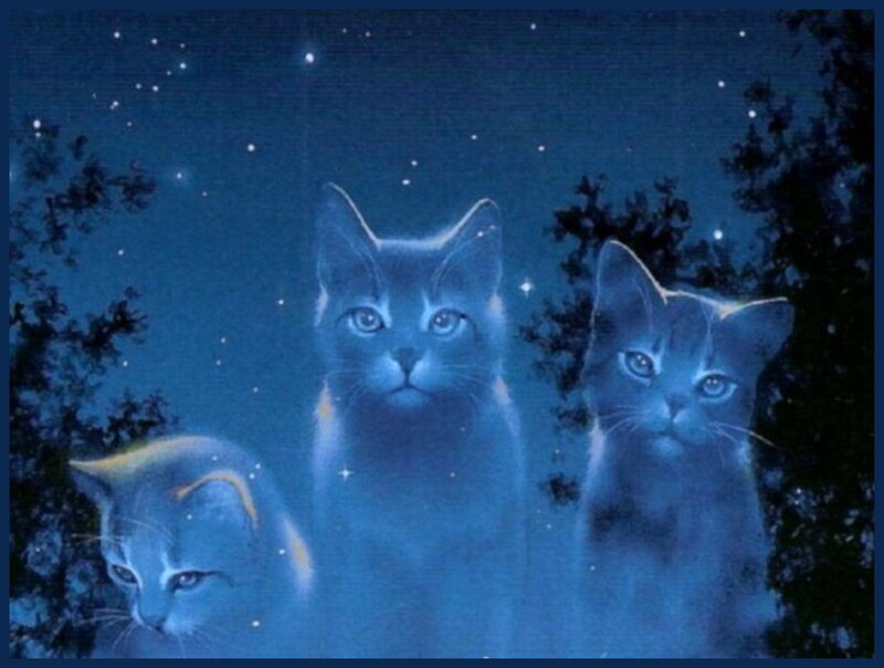 Three Cats in Night