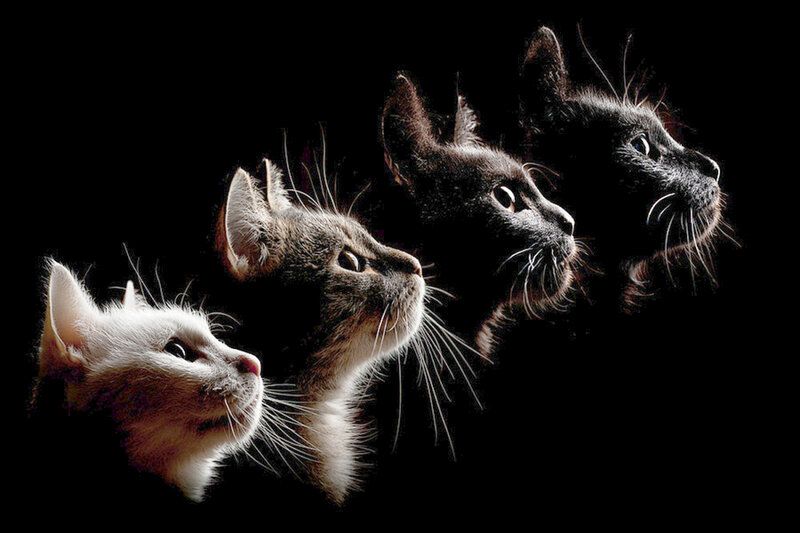 Three Cats in Profile