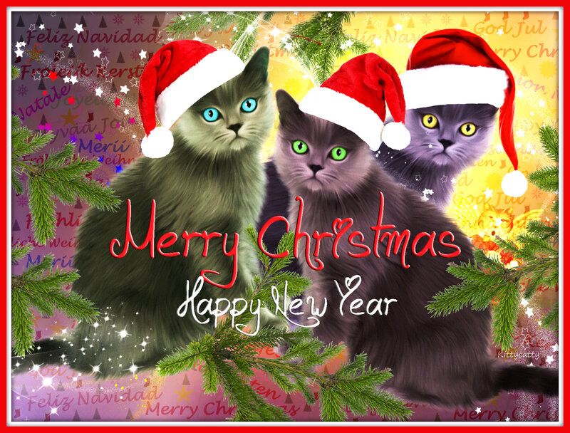 Three Cats in Santa Hats
