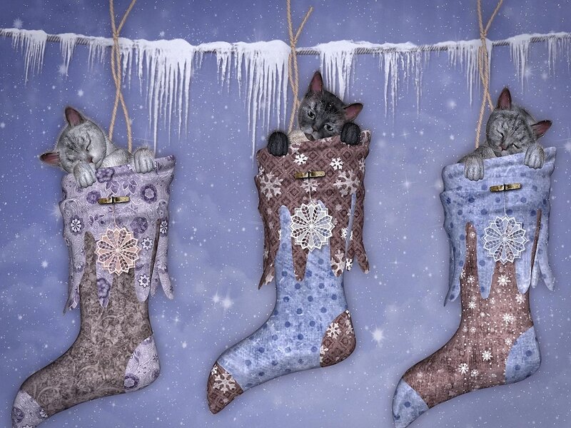 Three Cats in Stockings