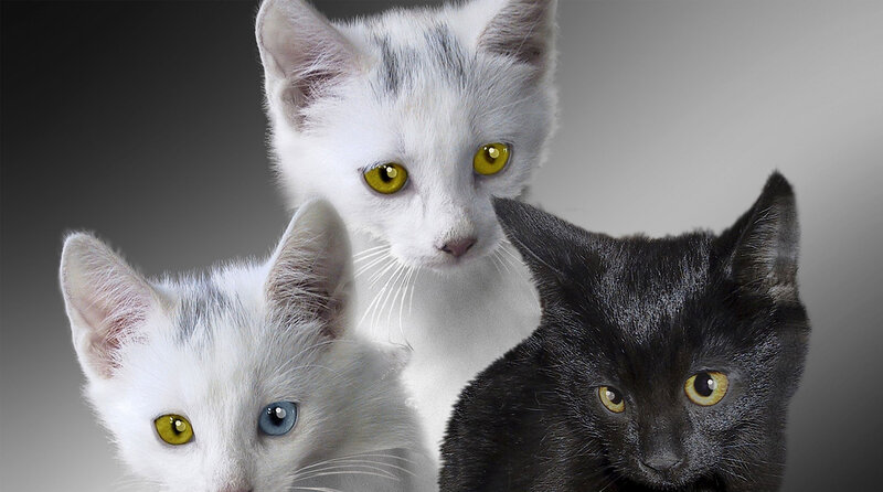 Three Cats in Studio
