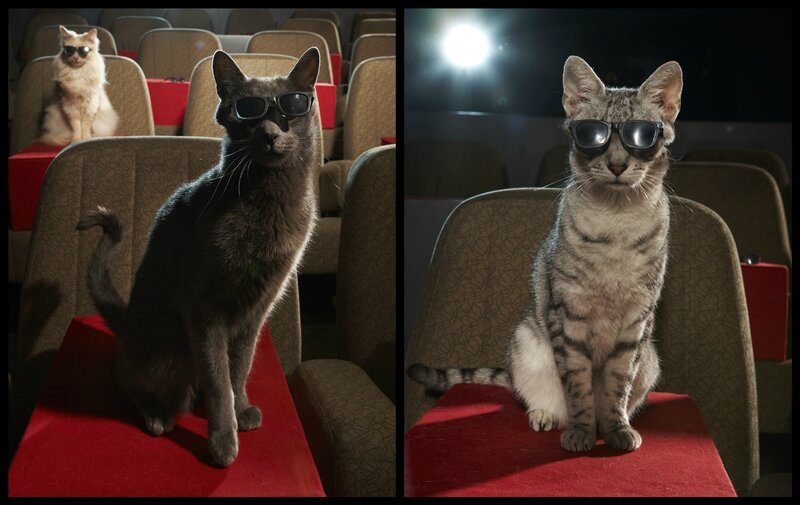 Three Cats in Theater Seats