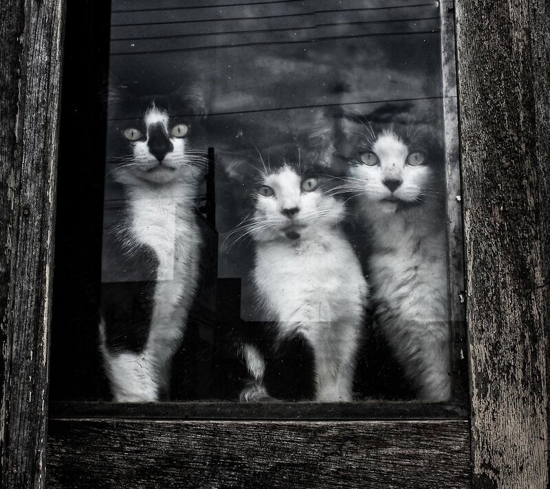 Three Cats in Window — Black, Curious