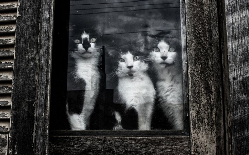 Three Cats in Window — Black