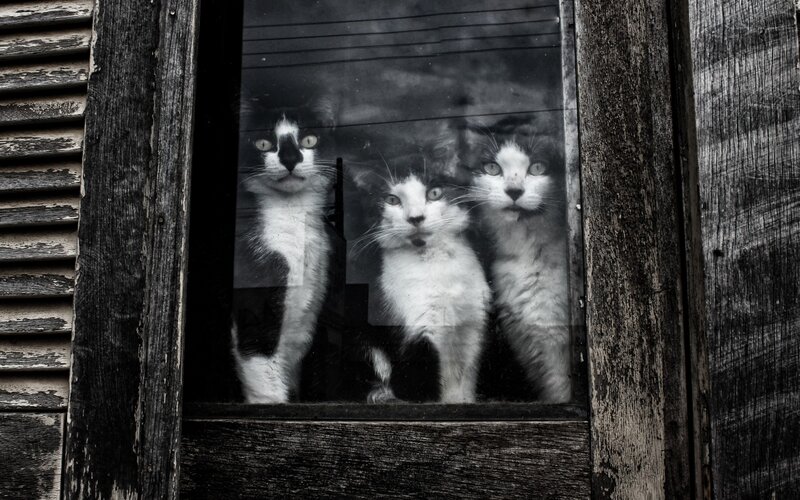 Three Cats in Window