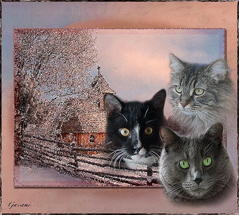 Three Cats in Winter Scene