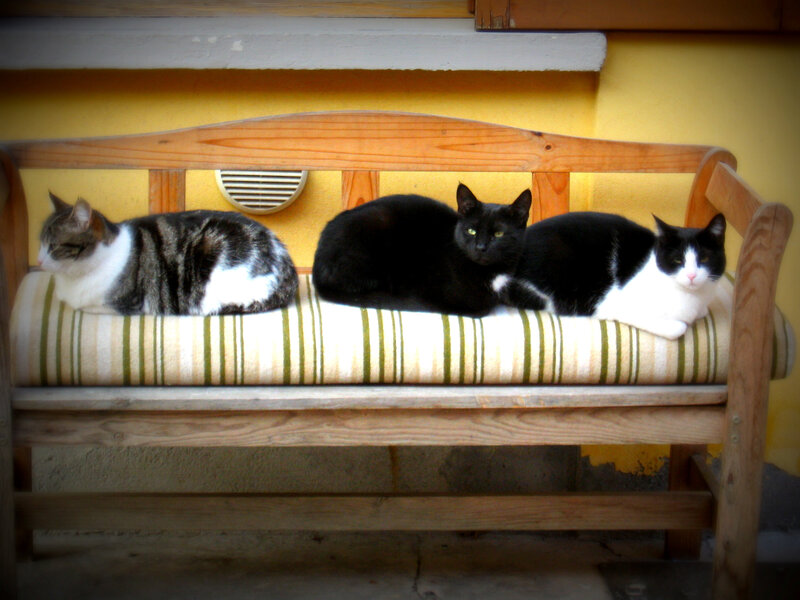 Three Cats on a Bench