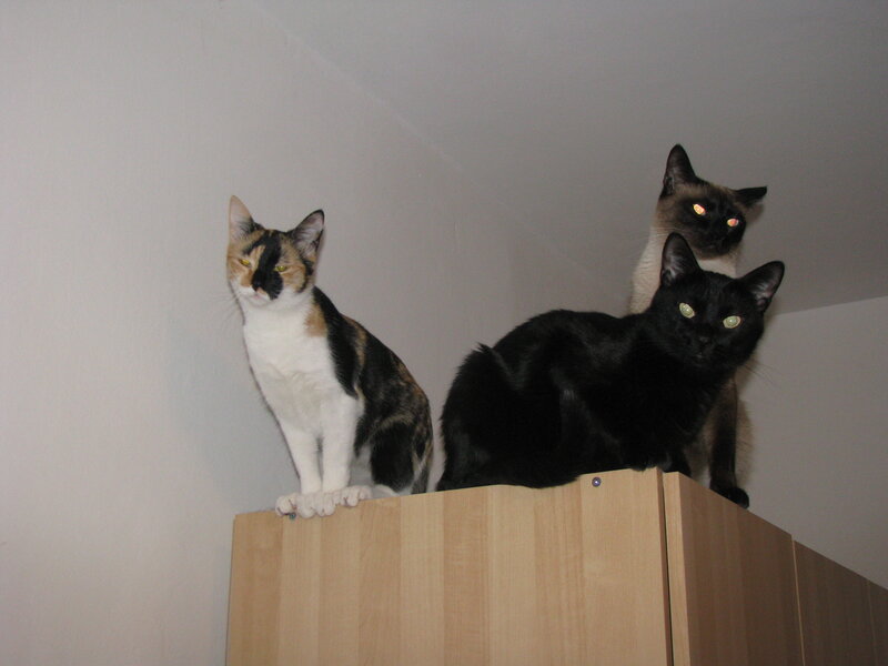 three cats on a cabinet