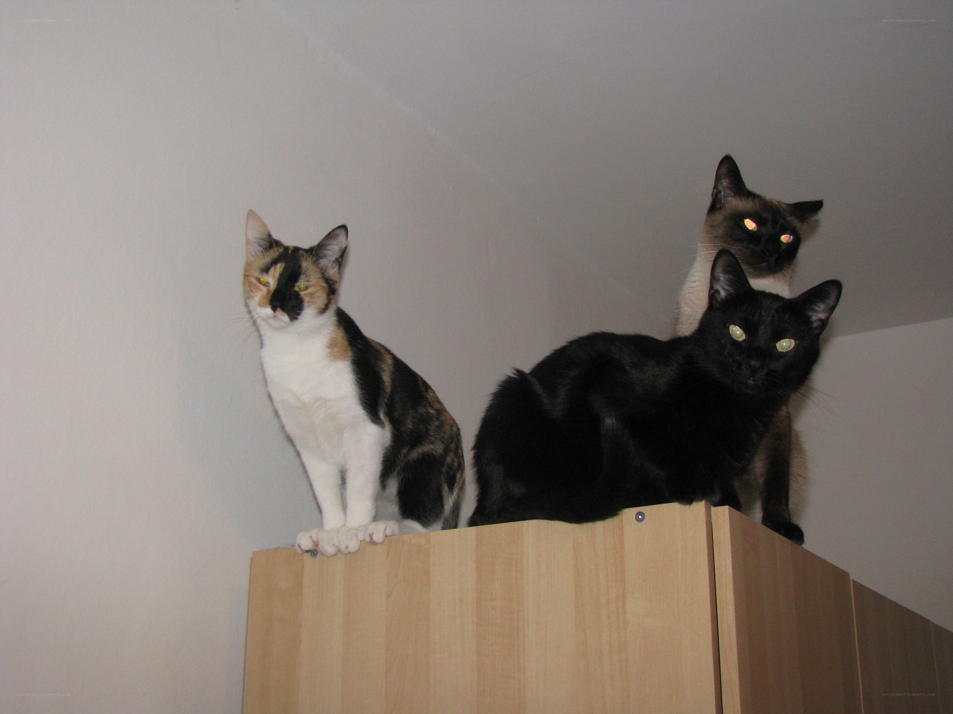 three cats on a cabinet