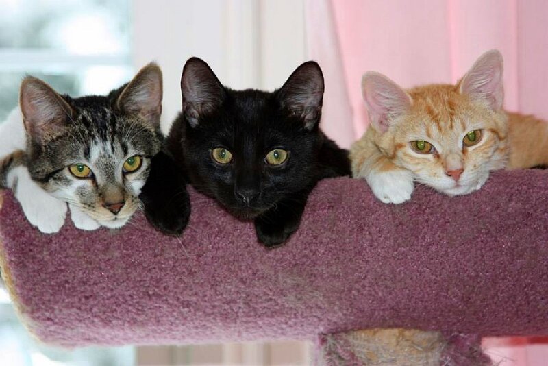 three cats on a cat tree