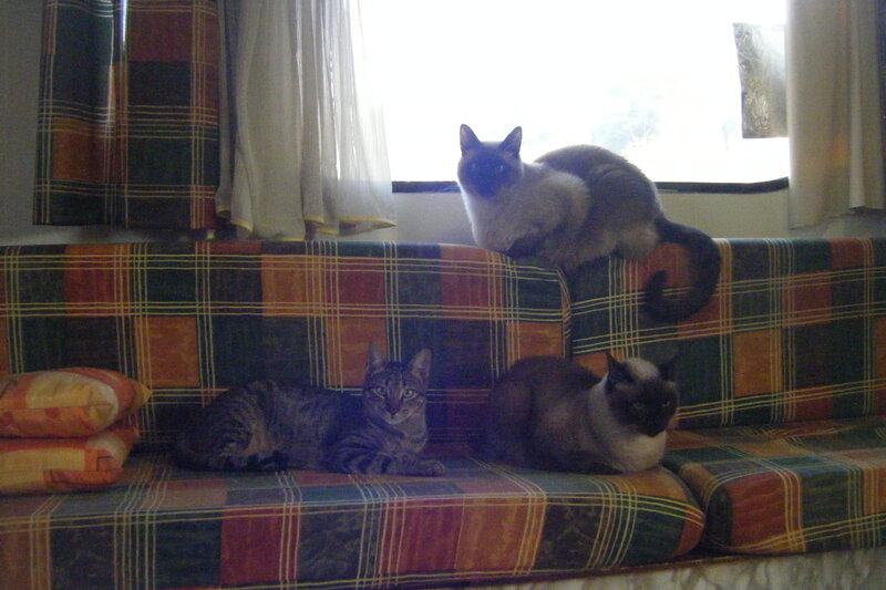 Three Cats on a Couch
