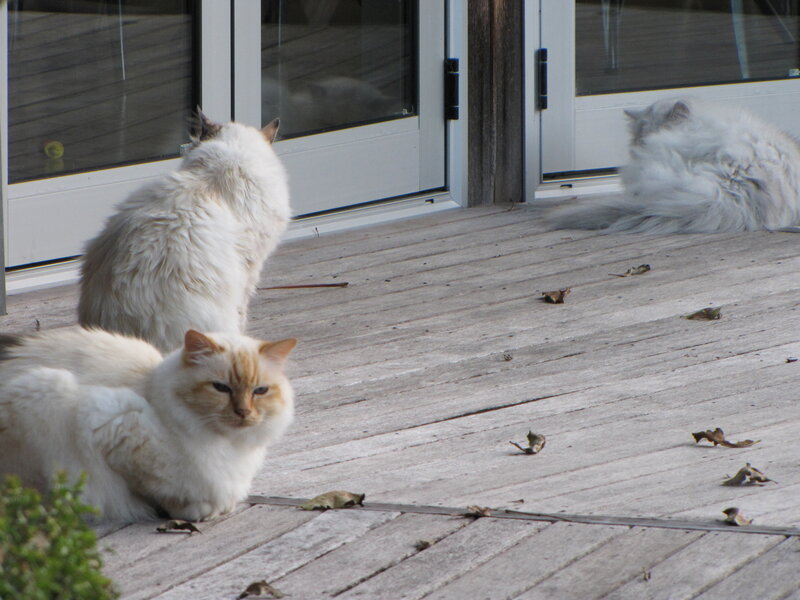 Three cats on a deck