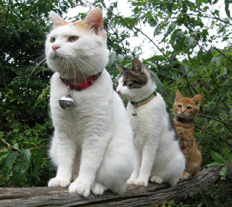 Three Cats on a Log