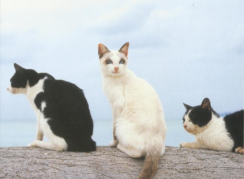 Three Cats on a Log — White