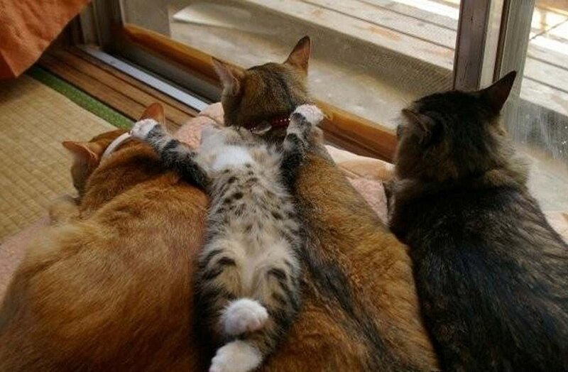 Three Cats on a Mat