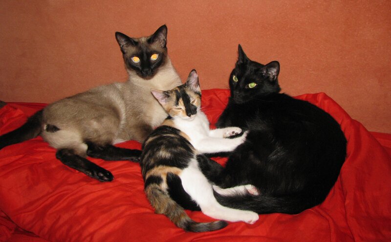 three cats on a red blanket