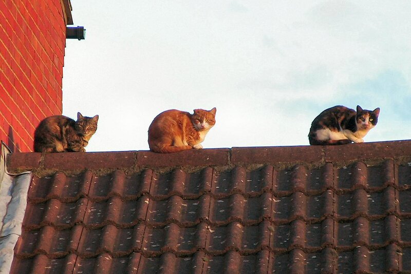 Three cats on a roof