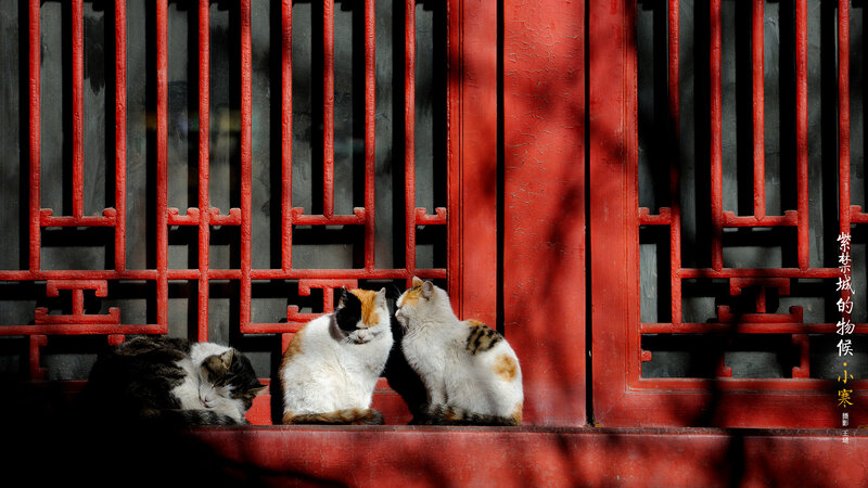 Three Cats on a Step — Red