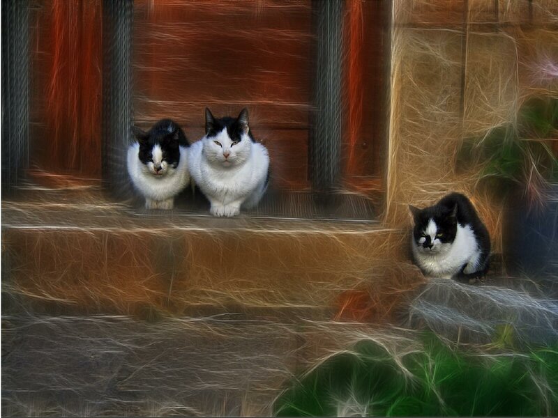 Three cats on a step