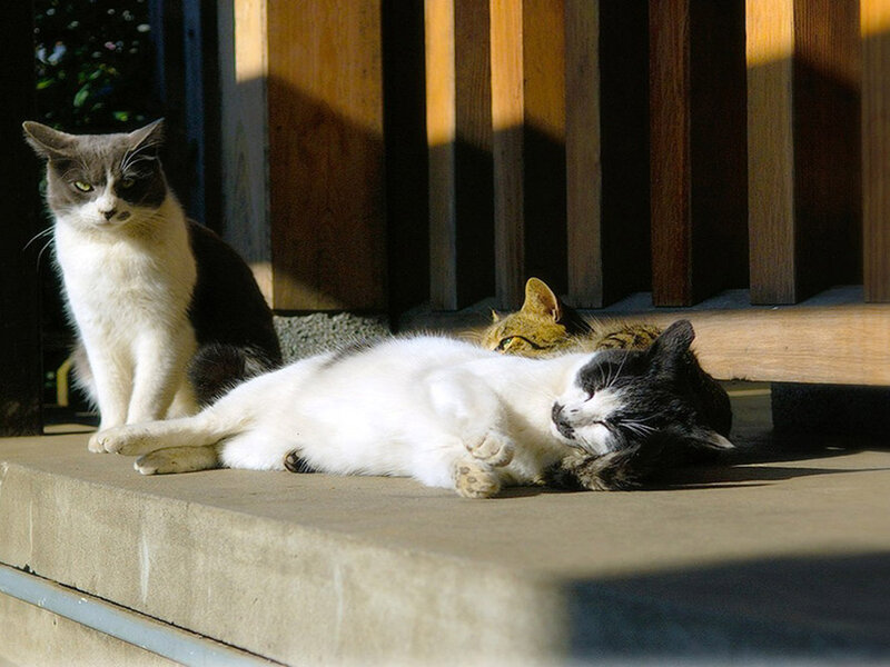 Three Cats on a Step — White