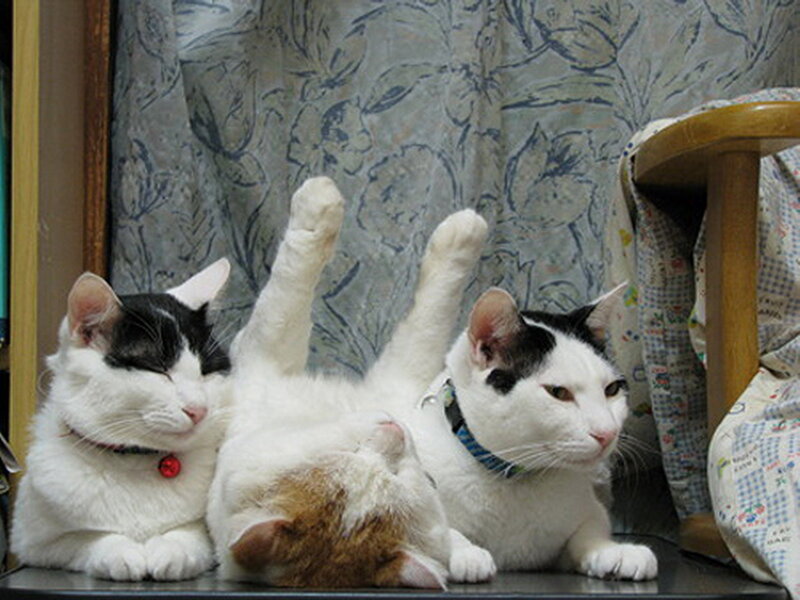 Three Cats on a Table — White