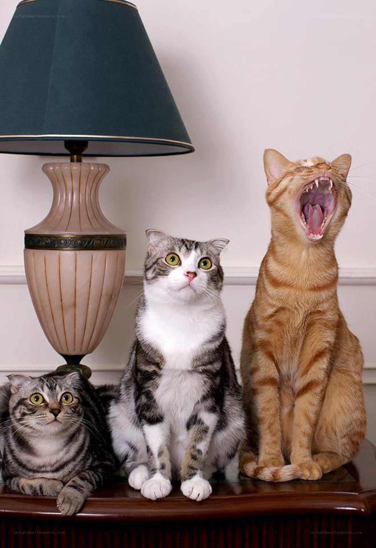 Three cats on a table