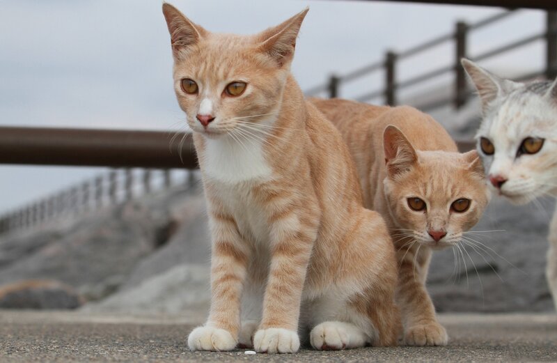 three cats on a walk