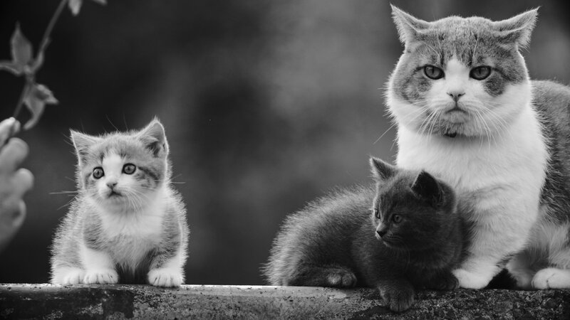 Three Cats on a Wall — Black