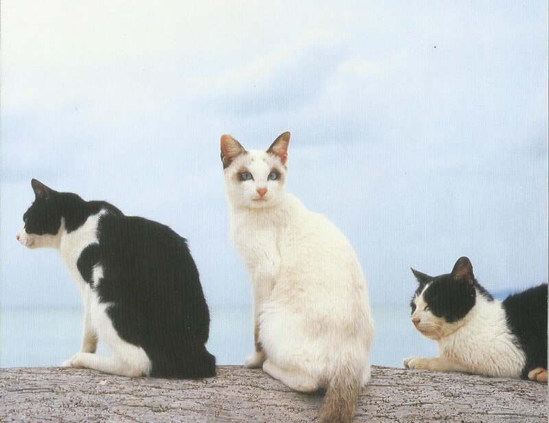 Three Cats on a Wall