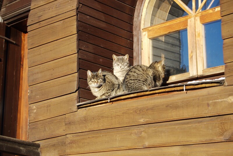Three cats on a windowsill