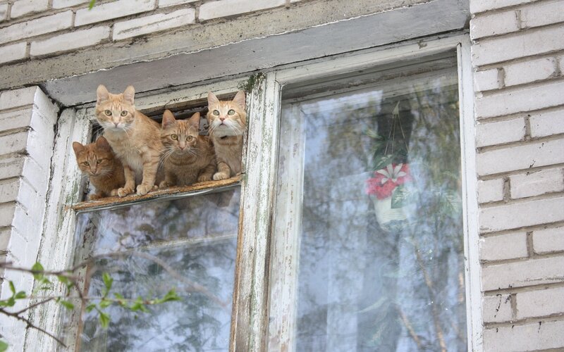 Three cats on a windowsill