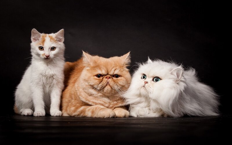 Three Cats on Black Background
