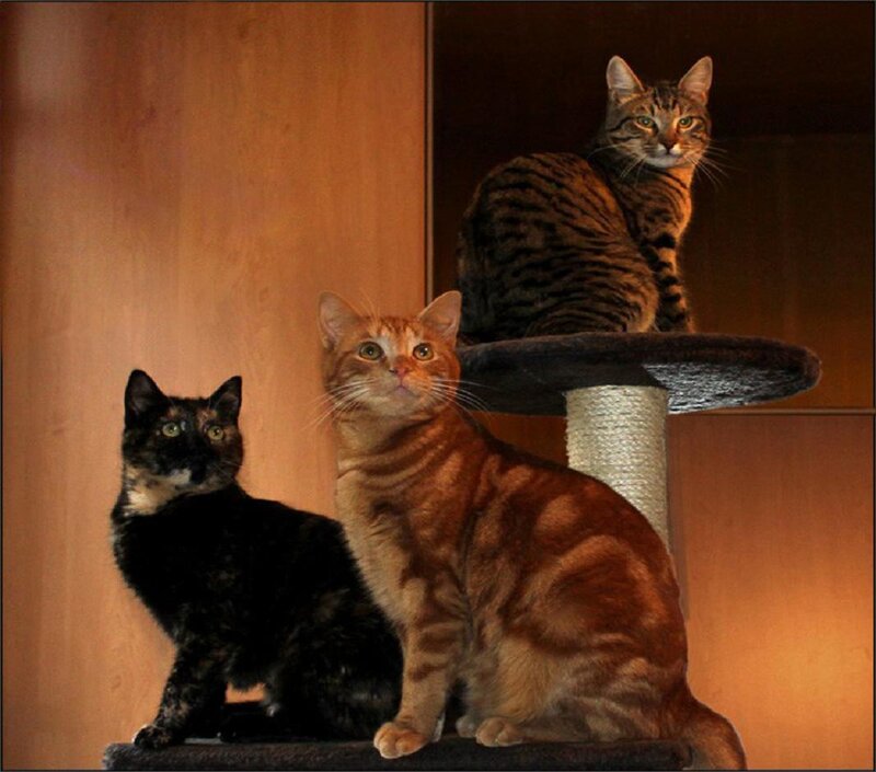 Three Cats on Cat Tree