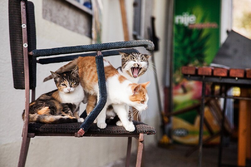 Three Cats on Chair