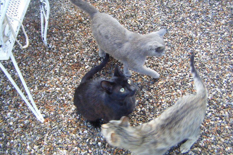 Three Cats on Gravel