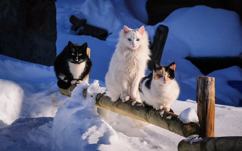 Three Cats on Log — White, Calm