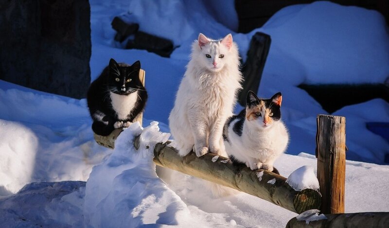 Three Cats on Log — White