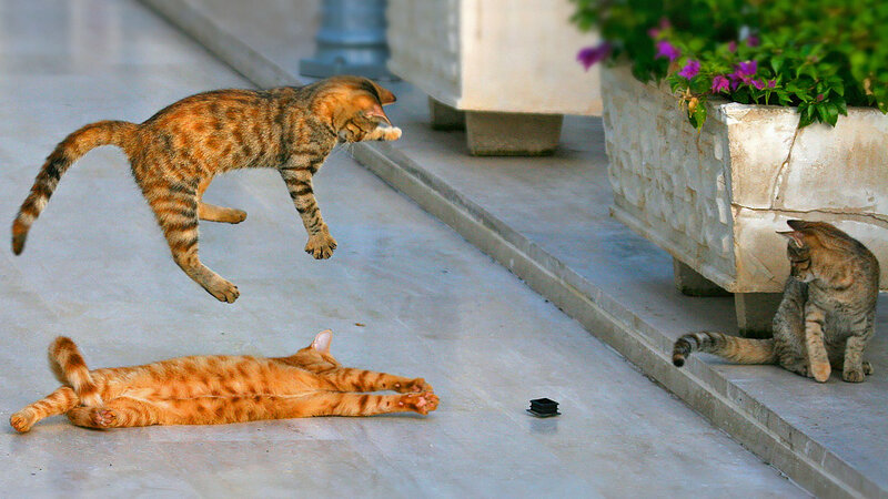 Three Cats on Pavement