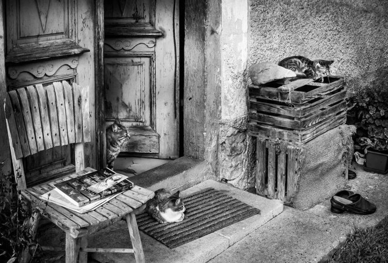 Three Cats on Porch