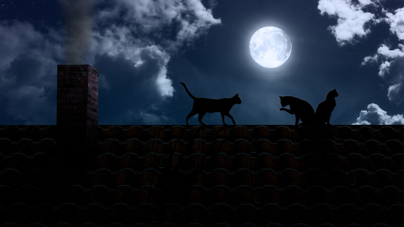 Three Cats on Roof