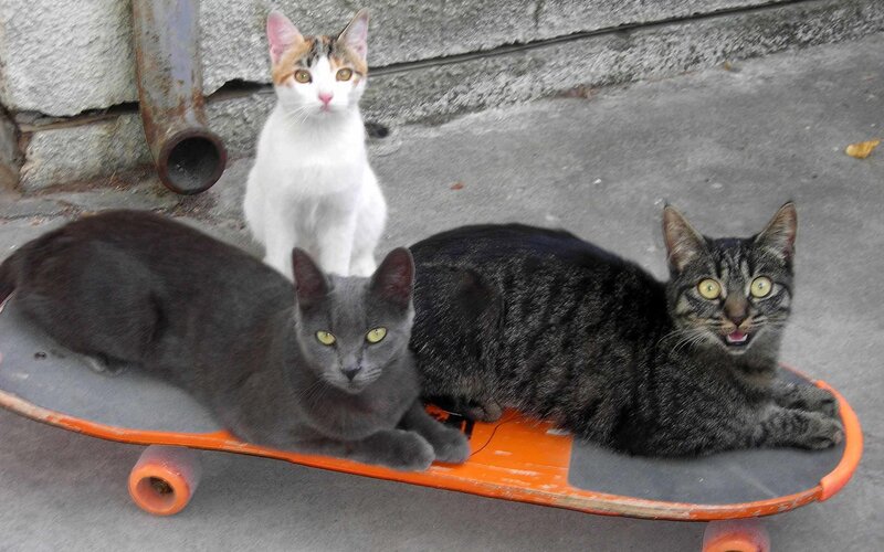 Three Cats on Skateboard