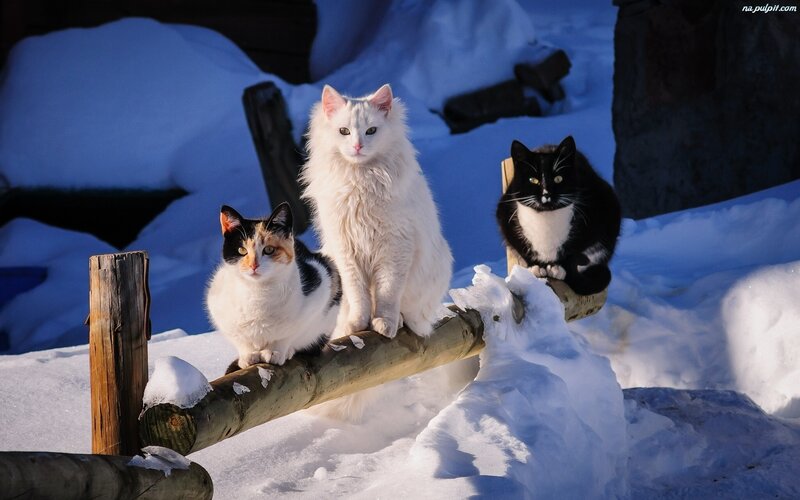 Three Cats on Snow