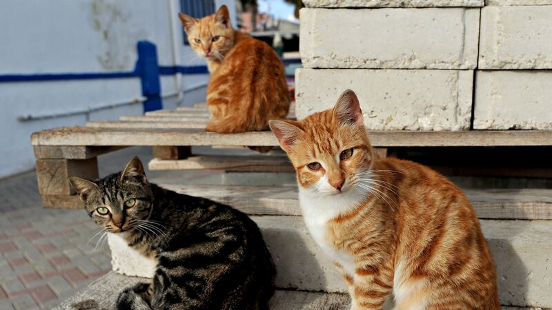 Three Cats on Steps — Orange