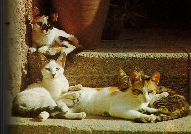 Three Cats on Steps — White