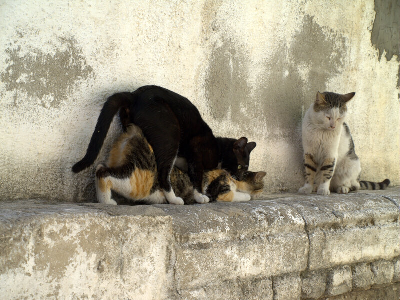 Three Cats on Stone Ledge — Gray