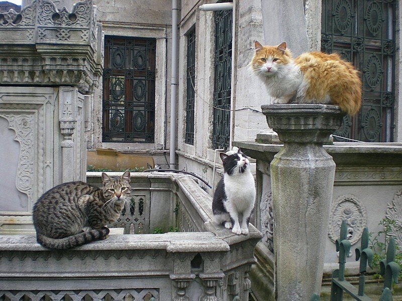 Three Cats on Stone