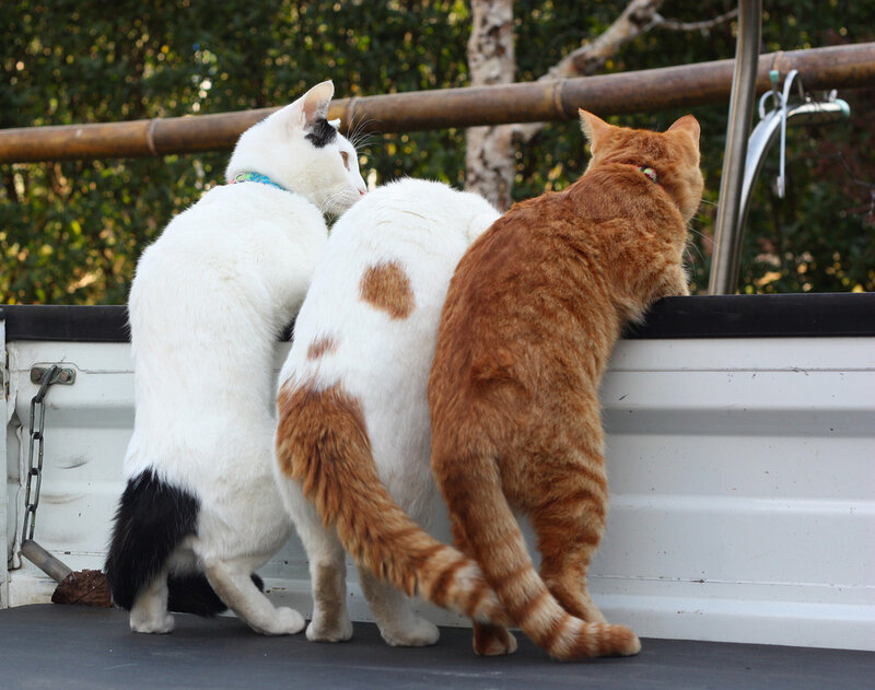 Three Cats on Truck