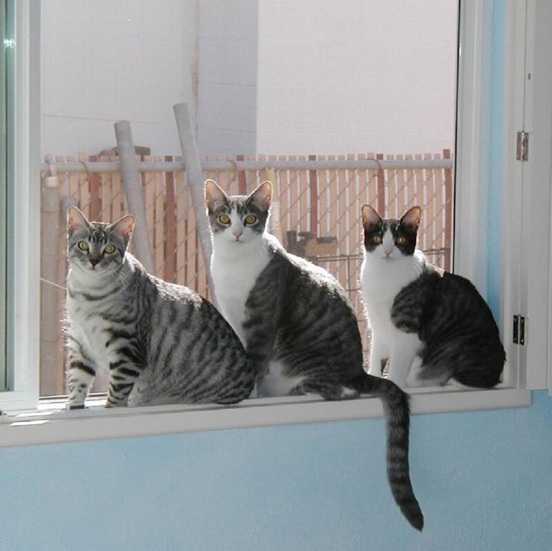 Three Cats on Windowsill