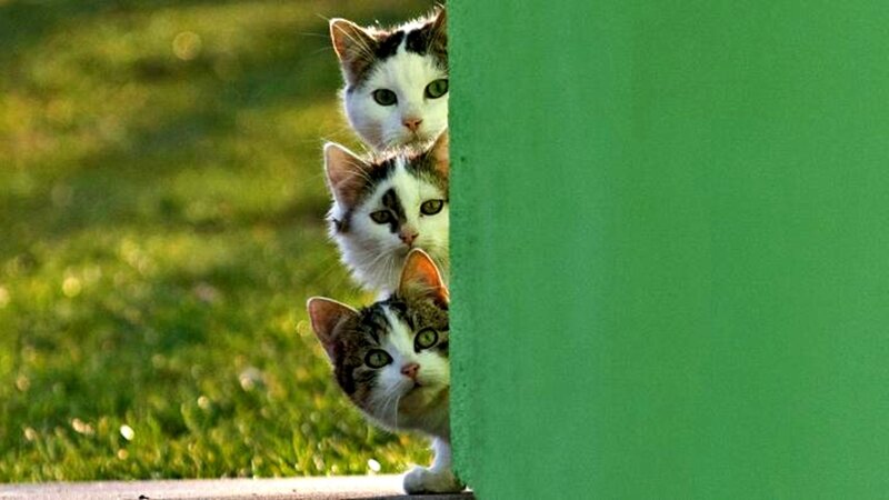 Three Cats Peeking — Green